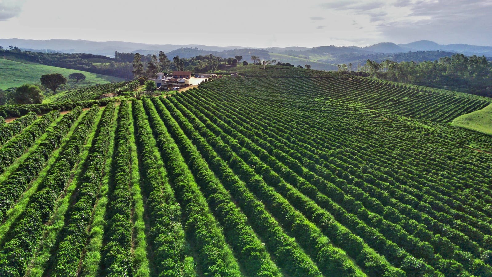 Fazenda de Café Montada à Venda Machado