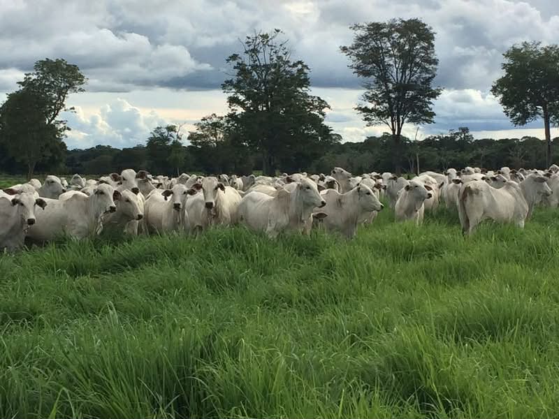 Fazenda à Venda em Formosa - Goiás