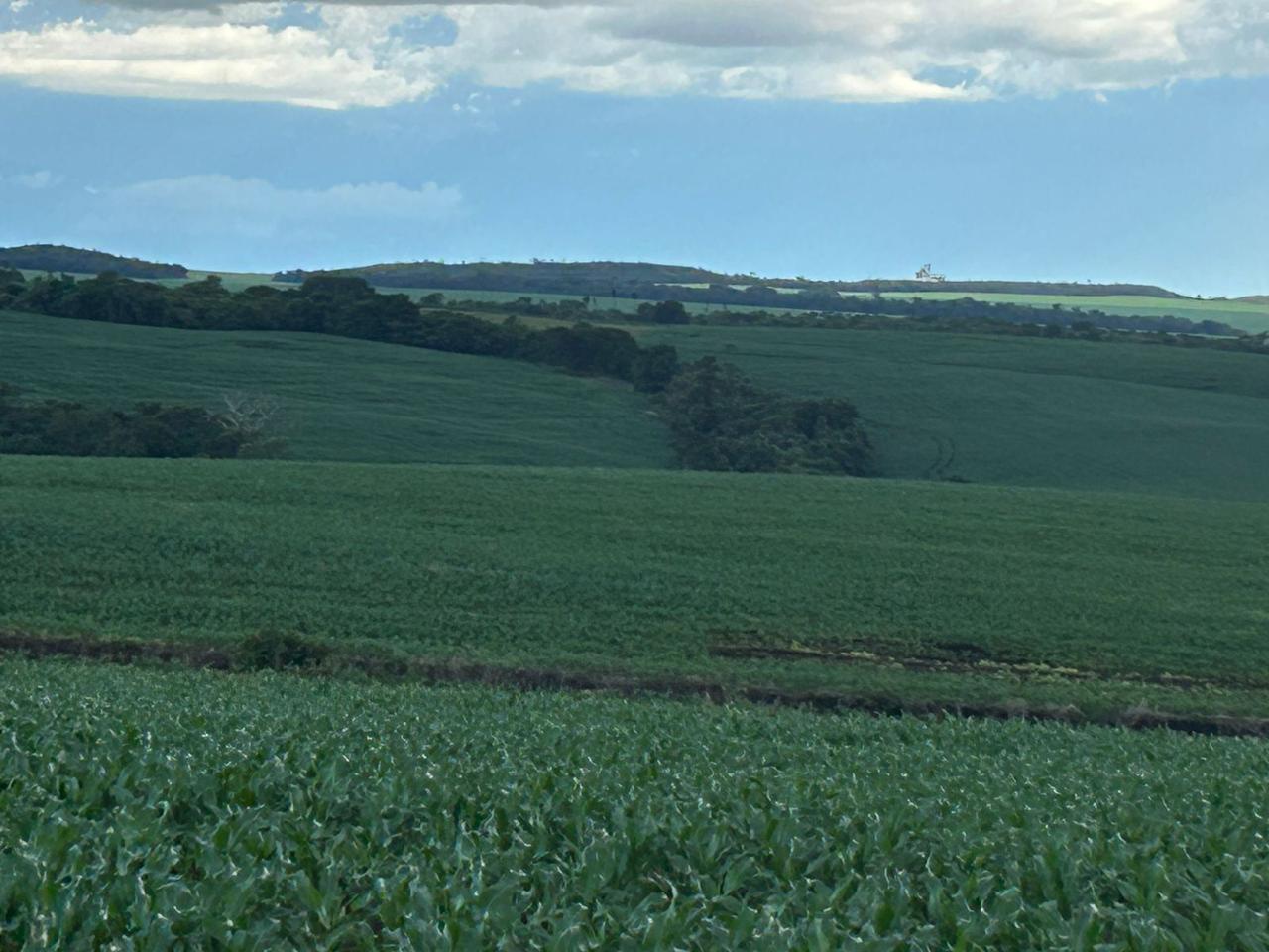 Fazenda à Venda em Ponta Porã - Mato Grosso do Sul