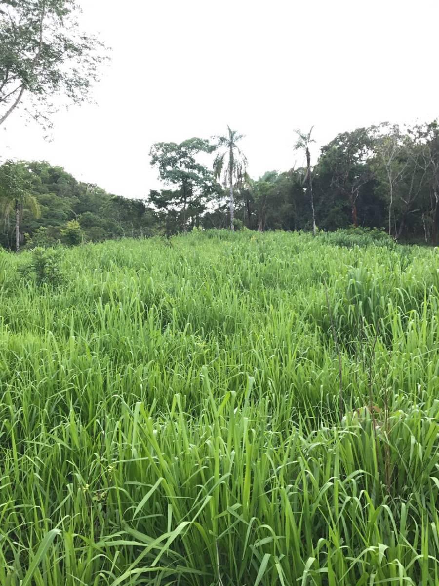 Fazenda à Venda Minaçu - Goiás