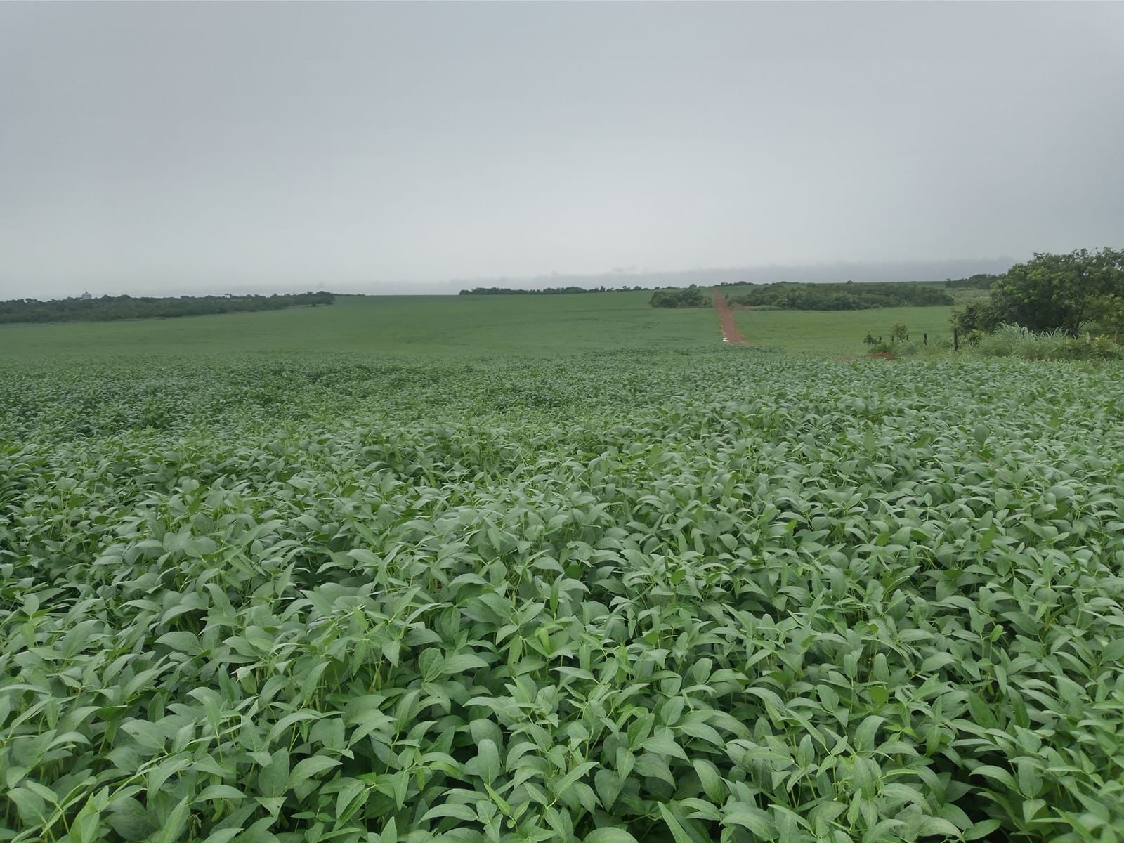 Fazenda à Venda em Canarana - Mato Grosso