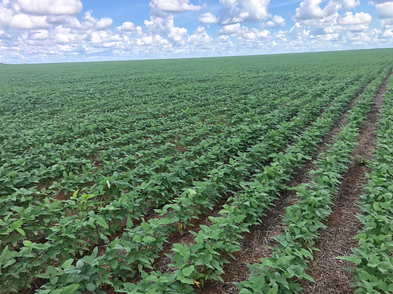 Fazenda Premium à Venda em Sinop - Mato Grosso