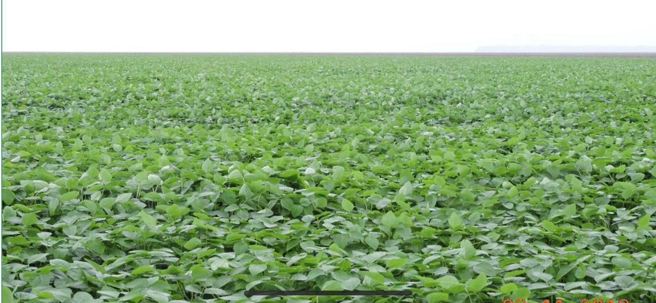 Fazenda à Venda em Nova Ubiratã - Mato Grosso