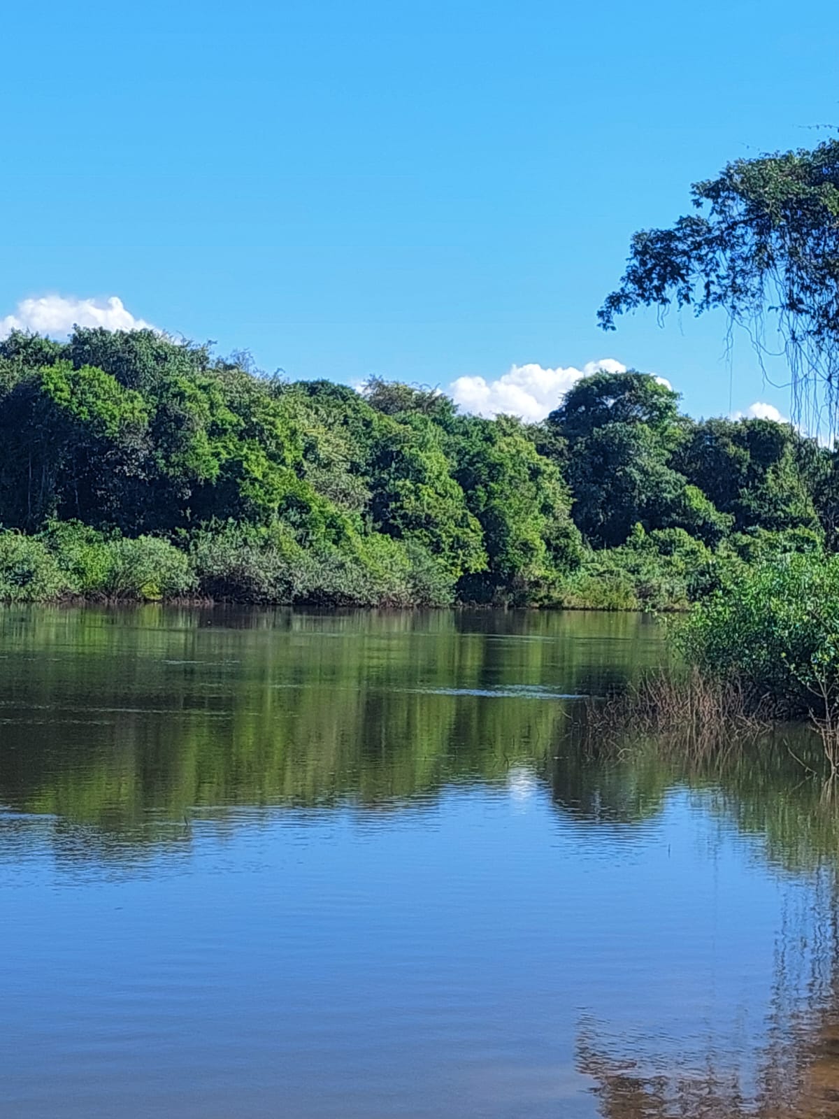 Fazenda Para Arrendamento no Mato Grosso