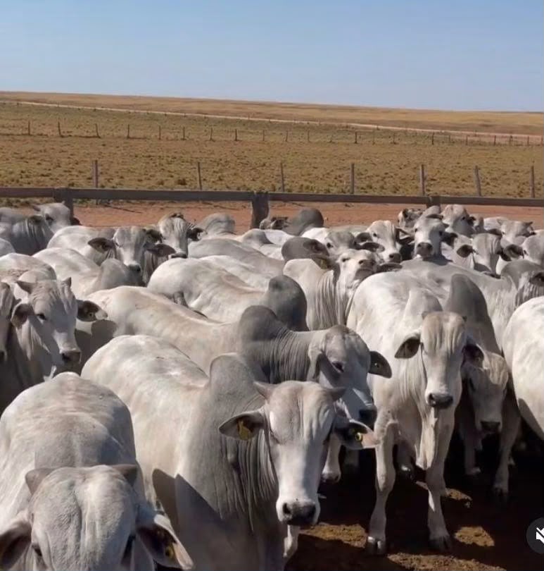 Fazenda Modelo à Venda em Itiquira - Mato Grosso
