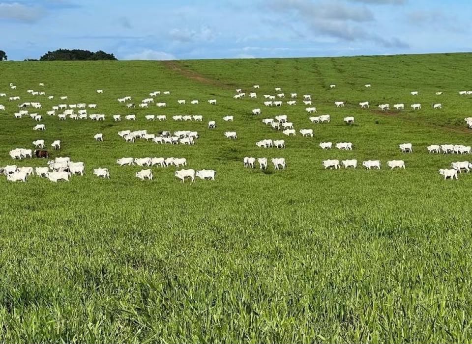 Fazenda Modelo à Venda em Itiquira - Mato Grosso