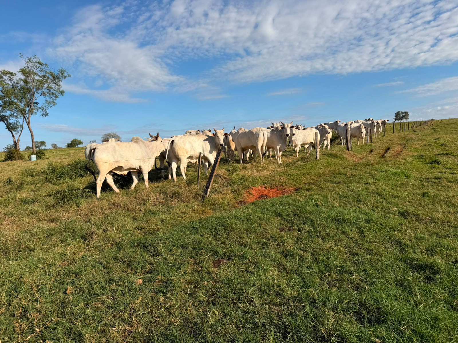Fazenda à Venda na Região de Presidente Prudente - SP