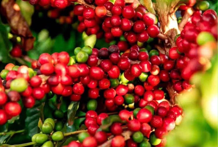 Fazenda de Café a Venda em Minas Gerais