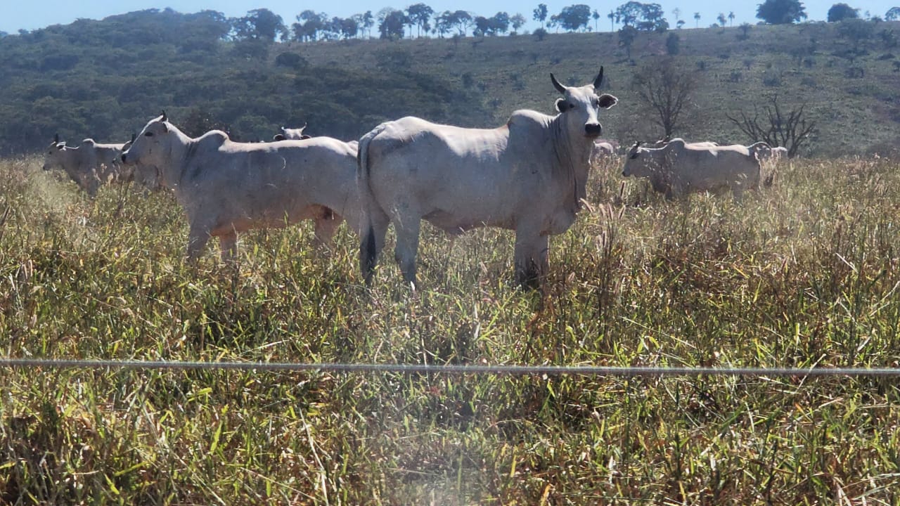 Fazenda à Venda na Região de Campinápolis