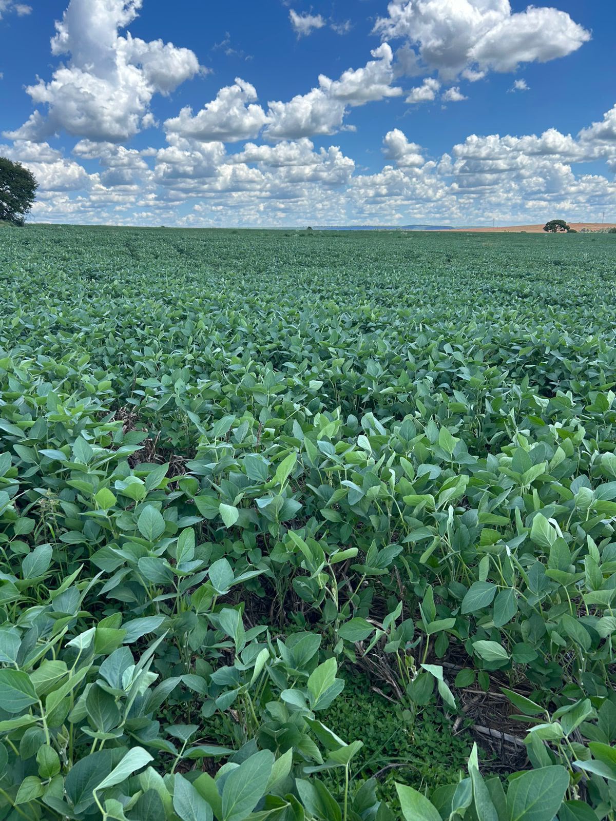 Fazenda à Venda em Prata