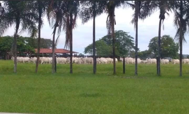 Fazenda à Venda em Rondonópolis