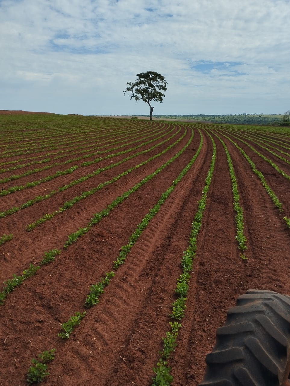 Fazenda à Venda em Aparecida do Taboado