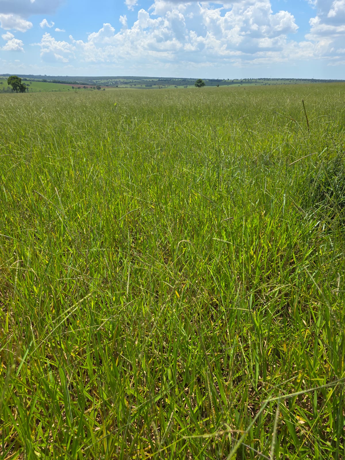 Fazenda para Arrendamento Pecuário - Campo Grande