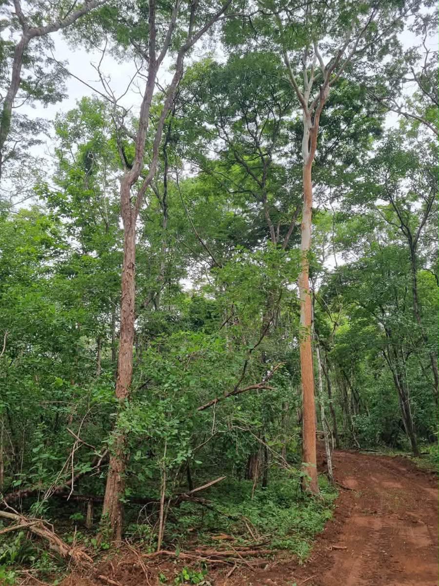 Fazenda à Venda em Arinos
