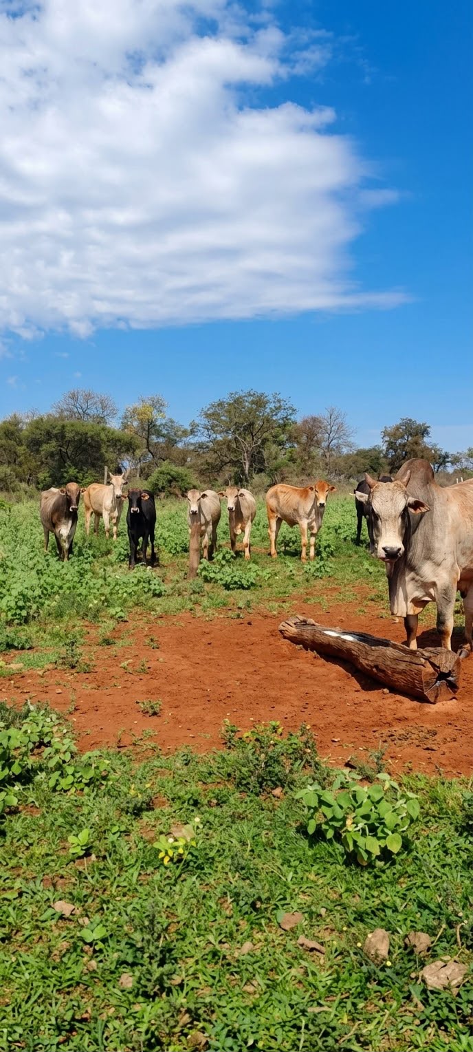 Fazenda à Venda em Jardim - MS