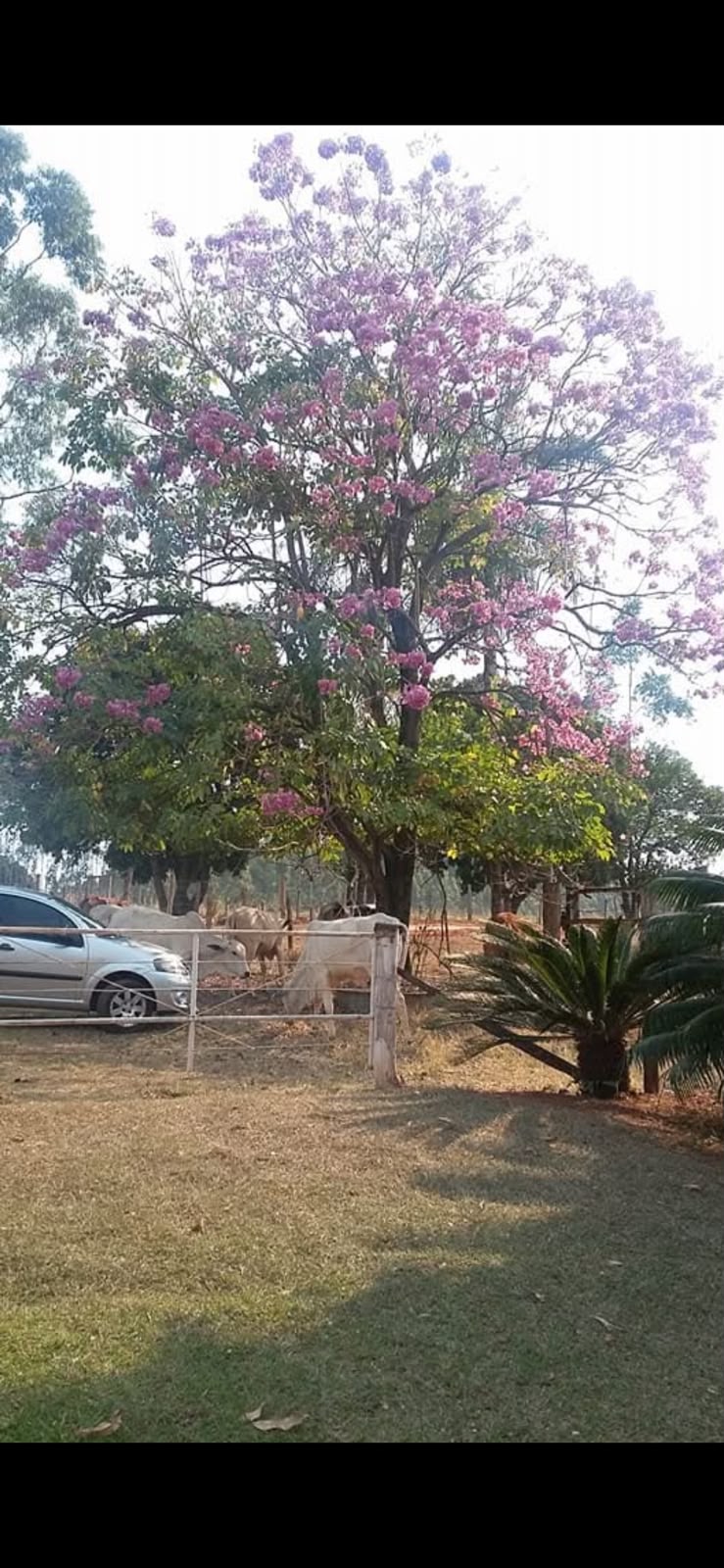 Sítio à Venda em Bady Bassitt - SP