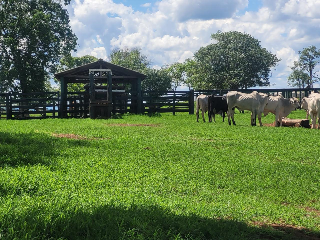 Fazenda à Venda em Paranaíba