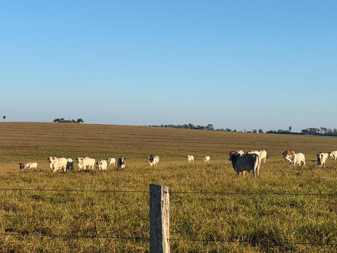 Fazenda à Venda na Região de Teodoro Sampaio