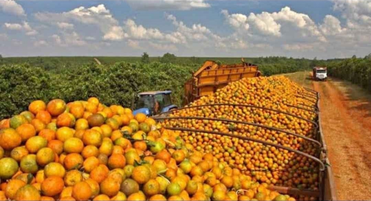 Fazenda de Laranja à Venda no Triângulo Mineiro