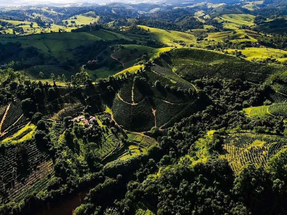 FAZENDA DE CAFÉ PREMIUM À VENDA EM OURO FINO - MG