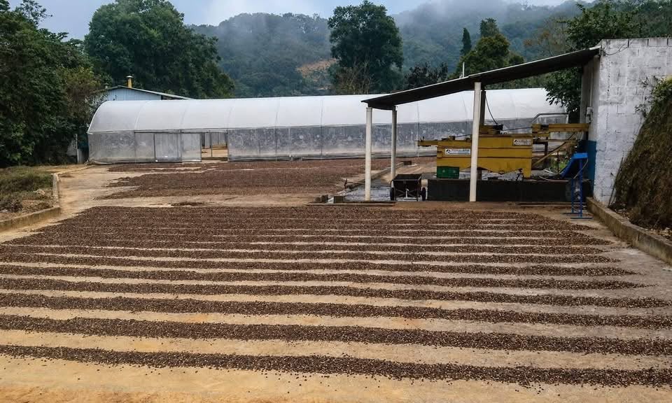 FAZENDA DE CAFÉ PREMIUM À VENDA EM OURO FINO