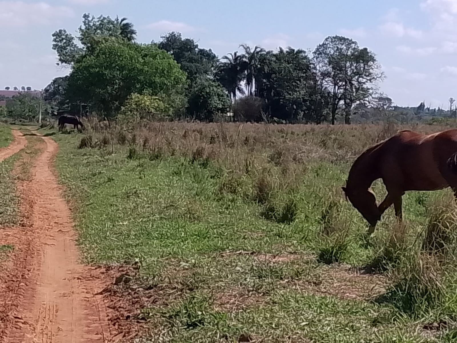 Fazenda à Venda General Salgado