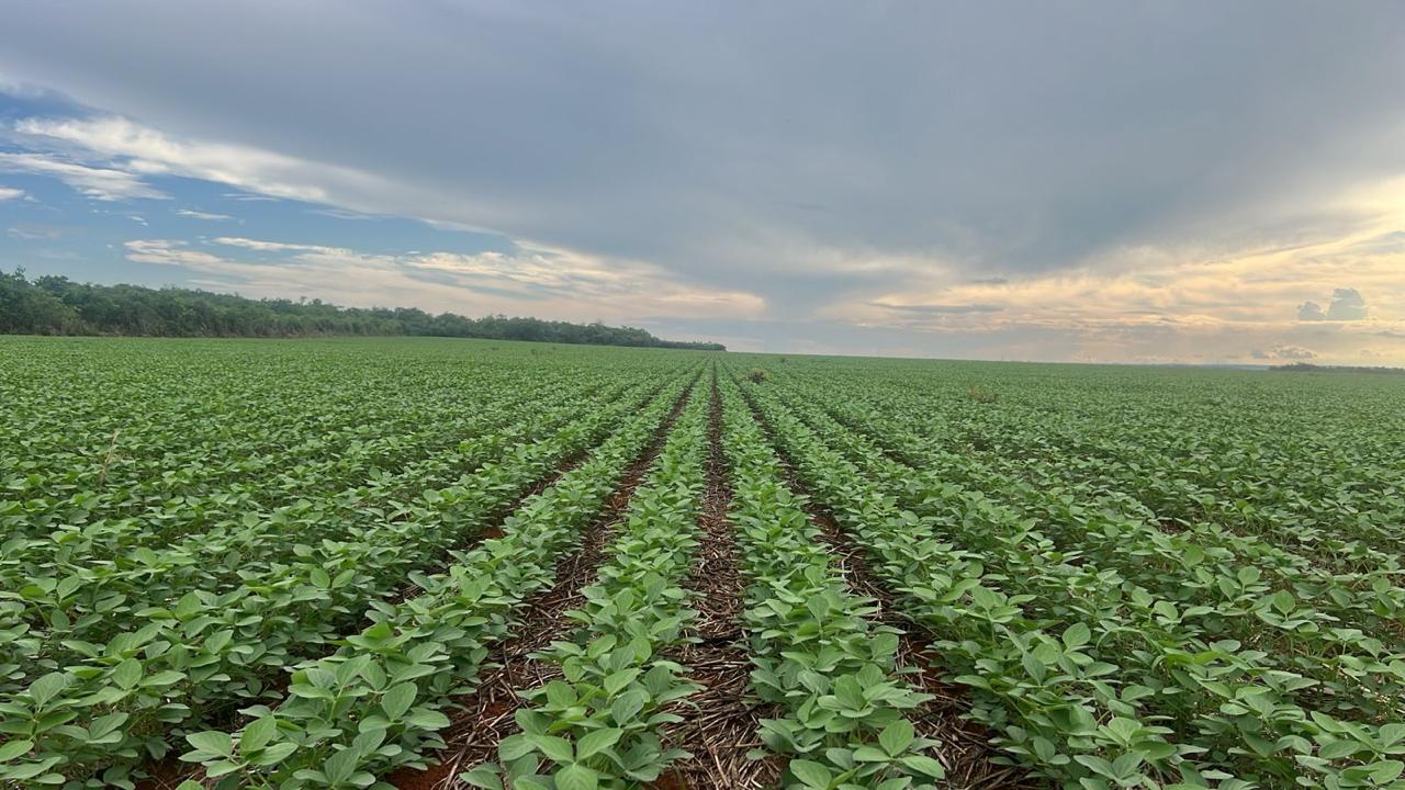 Fazenda à Venda Novo Planalto Matopiba - TO