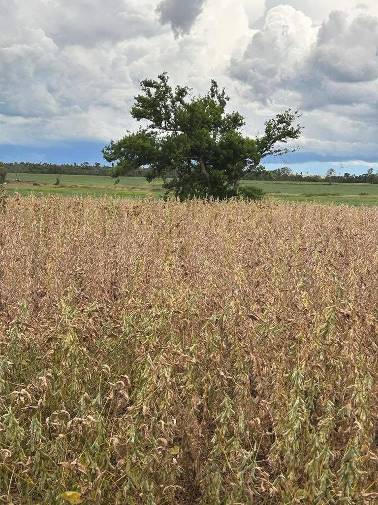 Fazenda para Arrendamento Tapira - PR