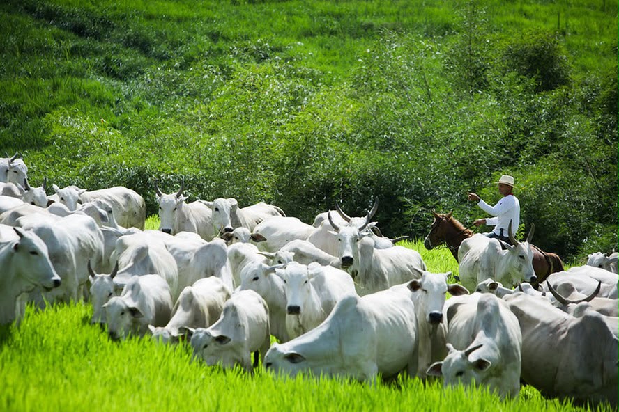 Fazenda para Arrendamento de Pastagem Marquinho - PR