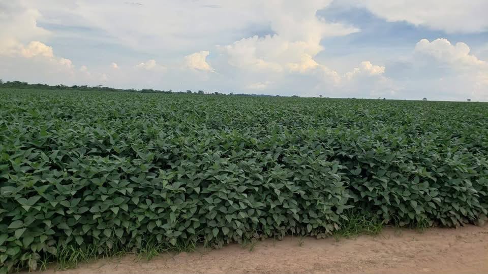 Arrendamento Agrícola Disponível – Região do Xingu - MT