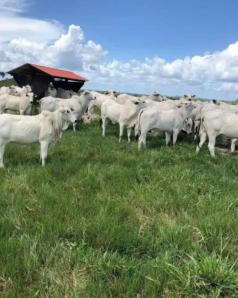 Fazenda de Luxo à Venda no Maranhão