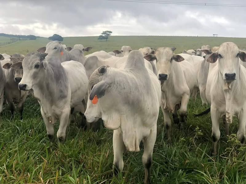 Fazenda de Luxo à Venda no Maranhão