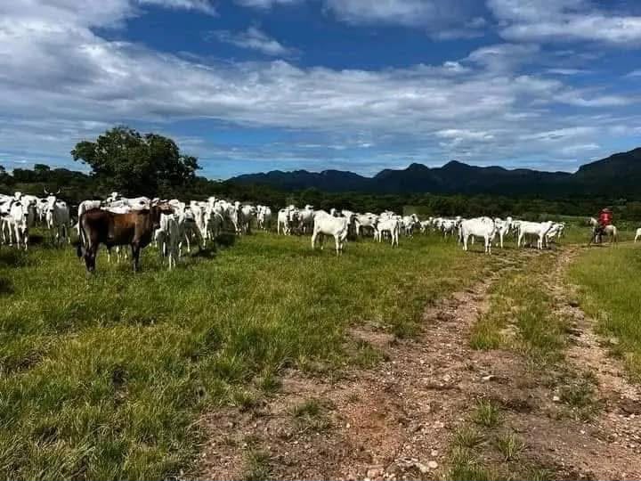 Fazenda à Venda com 2.725 Hectares e 2.000 Cabeças de Gado – Monte Alegre de Goiás - GO